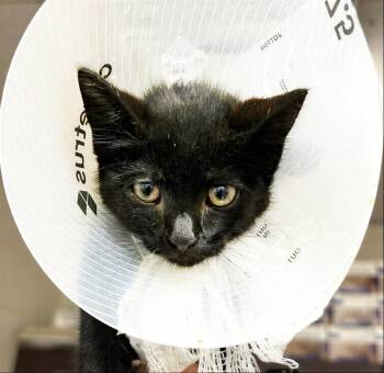 Tarmac -  Domestic Short Hair Cat for Adoption in Nashville, Tennessee - Tarmac | PetCurious