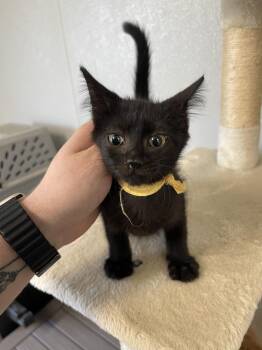 Aunt Flossie -  Domestic Short Hair Cat for Adoption in Bolivar, Missouri - Aunt Flossie | PetCurious