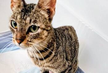 Domestic Short Hair Cats Available for Adoption in Parker, Colorado - Charm | PetCurious