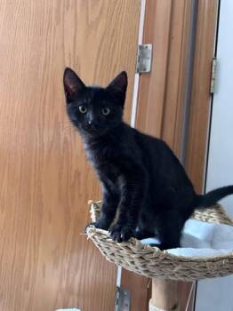 Scout -  Domestic Short Hair Cat for Adoption in Hillsboro, Oregon - Scout | PetCurious