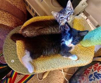 Scooter -  Domestic Short Hair Cat for Adoption in Green Valley, Arizona - Scooter | PetCurious