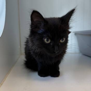 Saffron (bonded to Fennel) -  Domestic Medium Hair Cat for Adoption in Oakland, California - Saffron (bonded To Fennel) | PetCurious