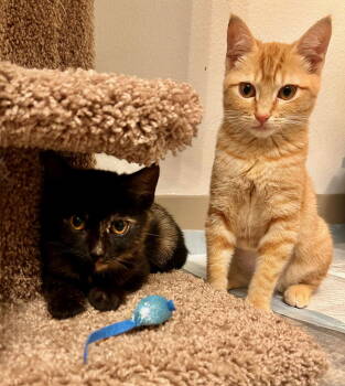 Rescue Domestic Short Hair and Tabby Cats for Adoption in Hillsboro, Oregon - Kitten Sisters Winnie And Sarah | PetCurious