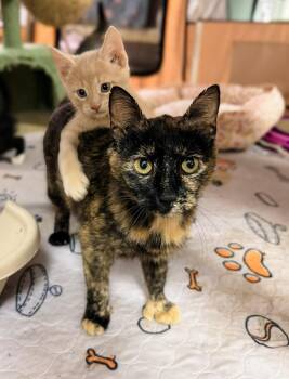 Domestic Short Hair Cats Available for Adoption in Philadelphia, Pennsylvania - LUNA | PetCurious