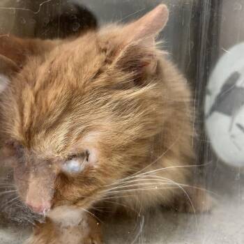 Burton -  Domestic Short Hair Cat for Adoption in Philadelphia, Pennsylvania - Burton | PetCurious