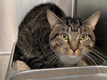 TUNA -  Domestic Short Hair Cat for Adoption in Tustin, California - TUNA | PetCurious