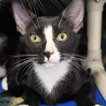 Fallon -  Domestic Short Hair Cat for Adoption in Cooperstown, New York - Fallon | PetCurious