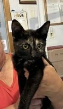 Dolly -  Tortoiseshell Cat for Adoption in Lead, South Dakota - Dolly | PetCurious