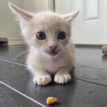 Slipknot 25 -  Domestic Short Hair Cat for Adoption in Austin, Texas - Slipknot 25 | PetCurious