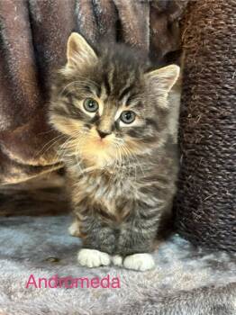 Domestic Short Hair Cats Available for Adoption in Cloquet, Minnesota - Andromeda | PetCurious