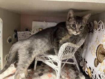 Bobby Jo -  Domestic Short Hair Cat for Adoption in Beatrice, Nebraska - Bobby Jo | PetCurious