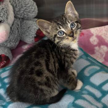 Ferb -  Domestic Short Hair Cat for Adoption in West Palm Beach, Florida - Ferb | PetCurious