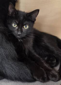 Rescue Domestic Short Hair Cats for Adoption in Fresno, California - Brown Sugar Heat | PetCurious