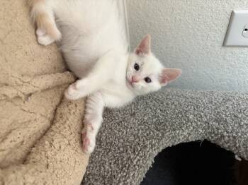 Bubbles -  Domestic Short Hair Cat for Adoption in Tracy, California - Bubbles | PetCurious