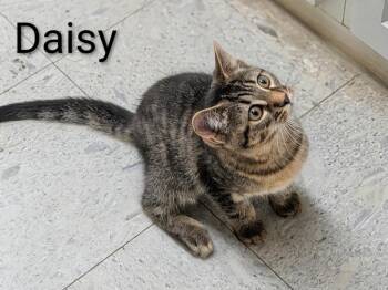 DAISY -  Domestic Short Hair Cat for Adoption in Sandusky, Ohio - DAISY | PetCurious