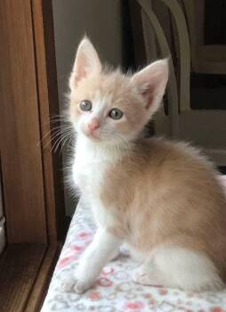 Simba -  Domestic Short Hair Cat for Adoption in Columbia, Illinois - Simba | PetCurious