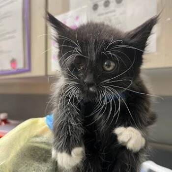 Domestic Short Hair Cats Available for Adoption in Las Vegas, Nevada - UKELELE | PetCurious