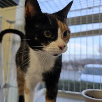 Domestic Short Hair Cats Available for Adoption - Bella Joan | PetCurious