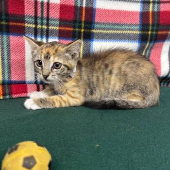 Tally -  Domestic Short Hair Cat for Adoption in Long Beach, California - Tally | PetCurious