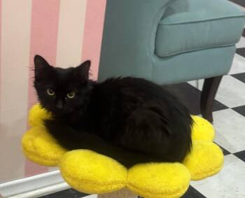 Domestic Medium Hair Cats Available for Adoption - Gizmo | PetCurious