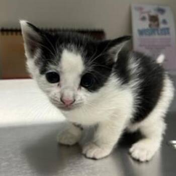 Domestic Short Hair Cats Available for Adoption in West Palm Beach, Florida - Schmidt | PetCurious