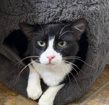 Bandit -  Domestic Medium Hair Cat for Adoption in Oakland, California - Bandit | PetCurious