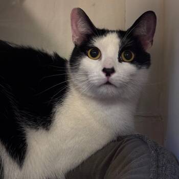 Rescue Domestic Short Hair Cats for Adoption in Middletown, Ohio - Dwight | PetCurious