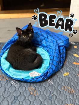 Bear -  Domestic Medium Hair Cat for Adoption in Akron, Ohio - Bear | PetCurious