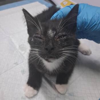 Cece -  Domestic Short Hair Cat for Adoption in Summerville, South Carolina - Cece | PetCurious