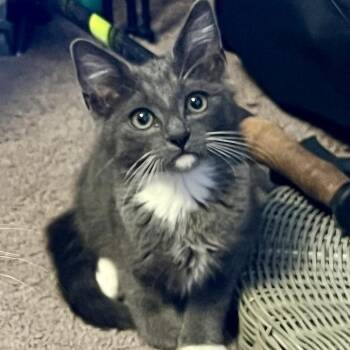 Ash -  American Shorthair Cat for Adoption in Los Angeles, California - Ash | PetCurious