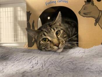 Lenny -  Domestic Short Hair Cat for Adoption in Nanaimo, British Columbia - Lenny | PetCurious