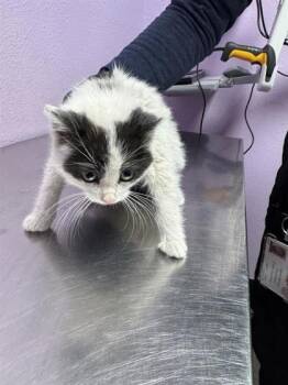 Domestic Medium Hair Cats Available for Adoption - 60155125 | PetCurious