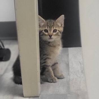 Stan -  Domestic Short Hair Cat for Adoption in Rochester, Minnesota - Stan | PetCurious