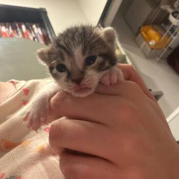 Alexandria Ocasio Catez -  Domestic Short Hair Cat for Adoption in Philadelphia, Pennsylvania - Alexandria Ocasio Catez | PetCurious