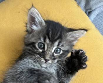 Fusilli -  Domestic Medium Hair Cat for Adoption in Oakland, California - Fusilli | PetCurious
