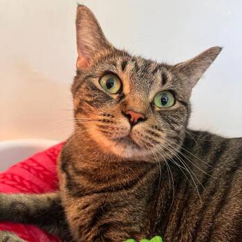 Lily -  Domestic Short Hair Cat for Adoption in Chicago, Illinois - Lily | PetCurious