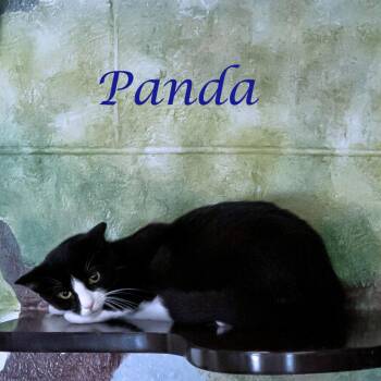 Panda C26-174 -  Domestic Short Hair Cat for Adoption in Lebanon, Tennessee - Panda C26-174 | PetCurious