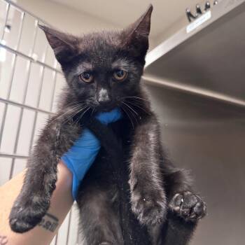 Dax -  Domestic Short Hair Cat for Adoption in Columbiana, Alabama - Dax | PetCurious
