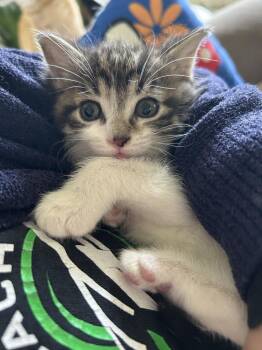 Domestic Short Hair Cats Available for Adoption - Valentina | PetCurious