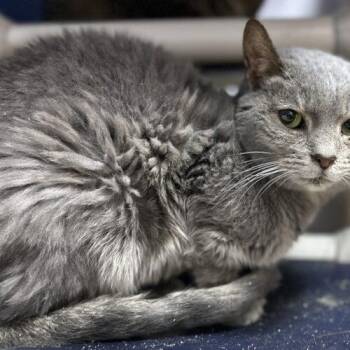 Dillinger -  Domestic Short Hair Cat for Adoption in Tipp City, Ohio - Dillinger | PetCurious