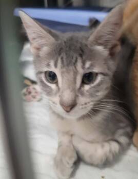 Ice-Box -  Domestic Short Hair Cat for Adoption in Republic, Missouri - Ice-Box | PetCurious