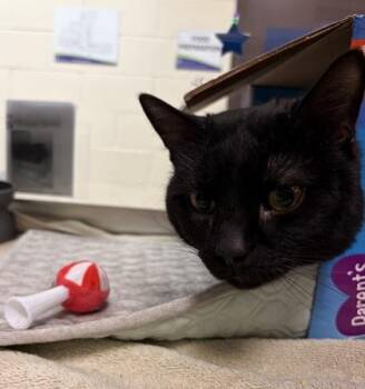 Domestic Short Hair Cats Available for Adoption in West Chester, Pennsylvania - Maple Leaves | PetCurious