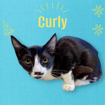 CURLY -  Domestic Medium Hair and Domestic Short Hair Cat for Adoption in Visalia, California - CURLY | PetCurious