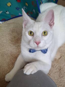 Snowflake & Daisy - Rancho Cucamonga -  Domestic Short Hair and Turkish Angora Cat for Adoption in Yorba Linda, California - Snowflake & Daisy - Rancho Cucamonga | PetCurious