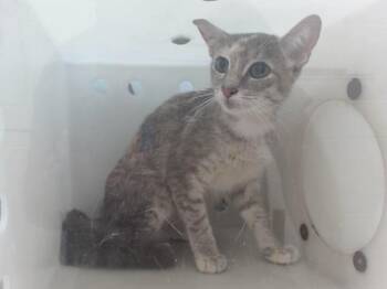 VICTORIA -  Domestic Short Hair Cat for Adoption in Orlando, Florida - VICTORIA | PetCurious