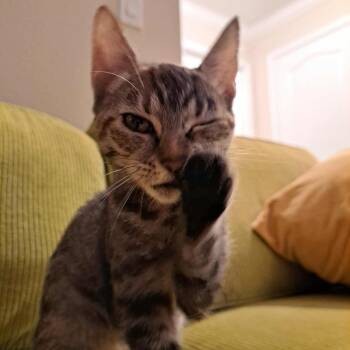 Rescue Domestic Short Hair Cats for Adoption in Jacksonville, Florida - Cholula =^.^= | PetCurious