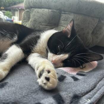 Spock -  Domestic Short Hair Cat for Adoption in Evanston, Illinois - Spock | PetCurious