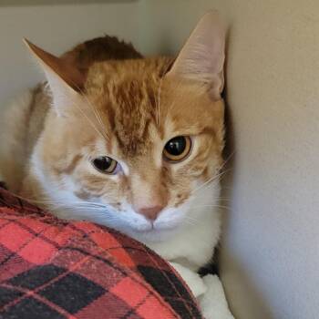 Garfield -  Domestic Short Hair Cat for Adoption in Wheeling, Illinois - Garfield | PetCurious