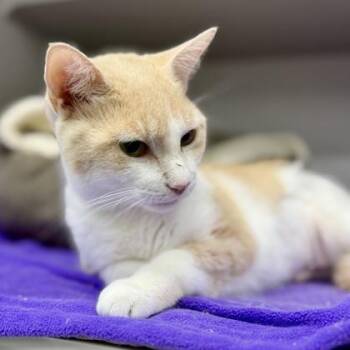 Girlypop -  Domestic Short Hair Cat for Adoption in Atlanta, Georgia - Girlypop | PetCurious