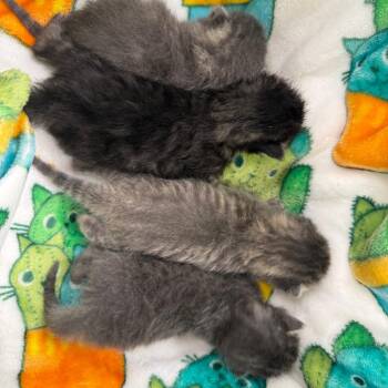 Domestic Short Hair and Domestic Long Hair Cats Available for Adoption in Madisonville, Tennessee - Glammy | PetCurious